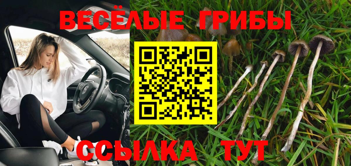 Псилоцибиновые грибы Cubensis Осинники